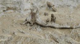 Restos del tronco de un árbol antiguo rebelado por el derretimiento del permafrost