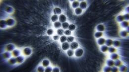 صورة لنوع من البكتيريا.