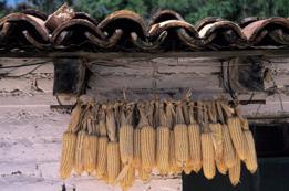 Maíz colgando del techo