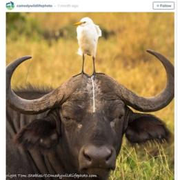 Burung buang kotoran