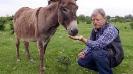 VukadinoviÄ? feeds one of his donkeys