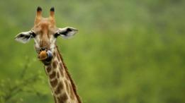 Jirafas en África del sur