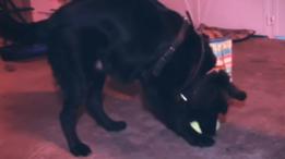 Mundo, el perro de Rubén