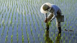 Campo de arroz
