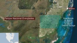 Área donde se puede encontrar la planta Deltoid Spurge