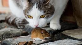 تعيش الفئران المنزلية داخل بيوت الكثيرين في شتى أرجاء العالم