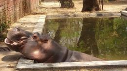 Gustavito en su piscina