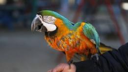 Una guacamaya