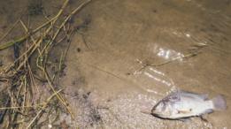 Imagen tomada en Jaboatão dos Guararapes, Pernambuco, Brazil, 2015, en una de las zonas donde la esquistosomiasis es endémica