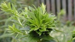 Solidago