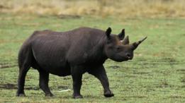 Премьер Танзании дал сутки на поиски пропавшего носорога