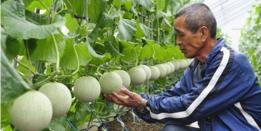 Melones, japón.
