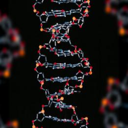 Modelo molecular de ADN