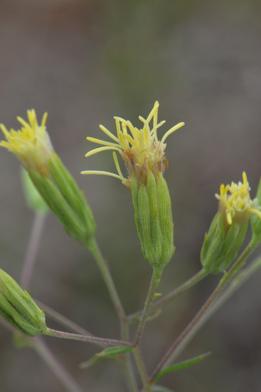 Mosier's brickellbush.