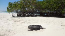 Bahía Tortuga.