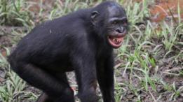 Chimpancé