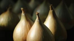 Cebollas
