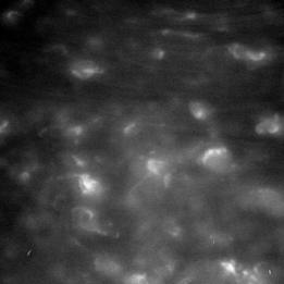 Saturno