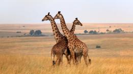 Jirafas en un safari