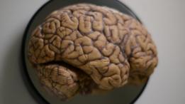 Una figura de un cerebro