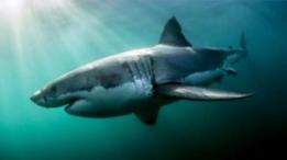 Un tiburón avistado por Chris Bertish