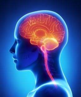 Ilustración de un cerebro