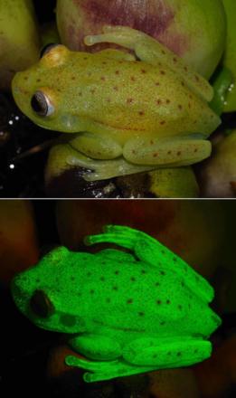 Rana fluorescente.