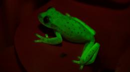Rana fluorescente.