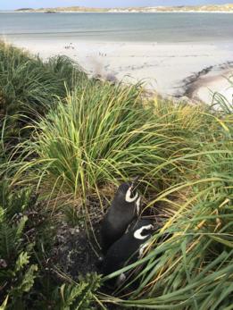 Pingüinos magallánicos o patagónicos en Bahía Yorke, Malvinas/Falklands.