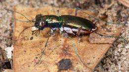 Escarabajo Tigre de Miami