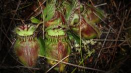 Cephalotus follicularis