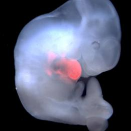 Cells derived from rat pluripotent stem cells (PSCs) were enriched in the developing heart of a genetically modified mouse embryo.