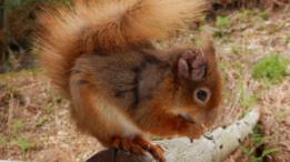 Ardilla con signos de lepra en la oreja.