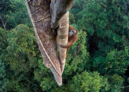 Орангутанг на фиговом дереве - главный приз конкурса "Фотограф-натуралист"