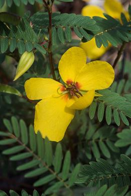 Deering's partridgepea