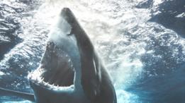tiburón