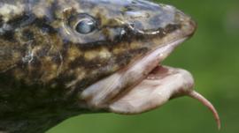 Burbot close up