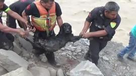 Dramatic dog rescue in Peru