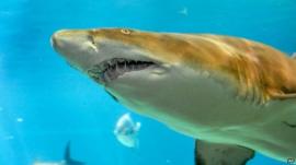 sand tiger shark