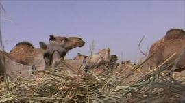 Camels