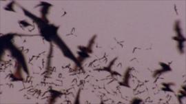 Bats in Austin