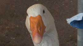 A goose at Kentish Town Farm