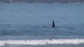 Killer whale attacks sharks