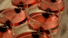 Strips of muscle grown from stem cells