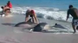 Beached dolphins