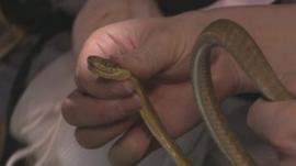 Brown tree snake