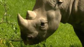 Rhino