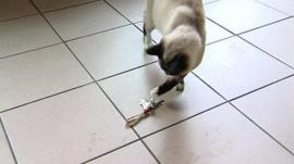 Klemens the cat