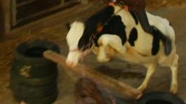 Fleur the cow
