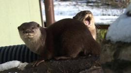 Otters